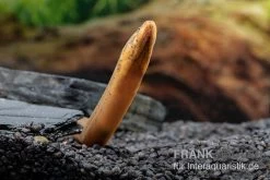 Indonesischer Kurzflossen-Aal, Anguilla Bicolor -Fischbedarf Laden Indonesischer Kurzflossen Aal Anguilla bicolor neu 3