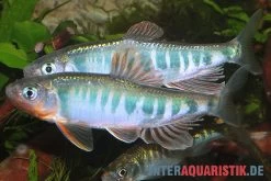 Japanischer Drachenfisch, Zacco Platypus (Kaltwasser & Warmwasser), 7-10 Cm -Fischbedarf Laden Japanischer Drachenfisch Zacco platypus neu 1