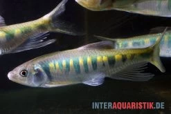 Japanischer Drachenfisch, Zacco Platypus (Kaltwasser & Warmwasser), 7-10 Cm -Fischbedarf Laden Japanischer Drachenfisch Zacco platypus neu 2