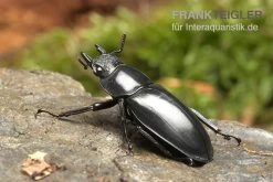 Java-Hirschkäfer, Hexarthrius Buqueti -Fischbedarf Laden Java Hirschkaefer Hexarthrius buqueti 2