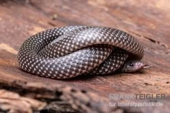 Kap-Wolfsnatter, Lycophidion Capense 7 Kap-Wolfsnatter, Lycophidion Capense -Fischbedarf Laden Kap Wolfsnatter Lycophidion capense 3 neu jpg