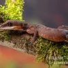 Katzengecko, Aeluroscalabotes Felinus -Fischbedarf Laden Katzengecko Aeluroscalabotes felinus 1