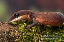 Katzengecko, Aeluroscalabotes Felinus -Fischbedarf Laden Katzengecko Aeluroscalabotes felinus 3