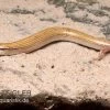 Keilschleiche, Chalcides Sepsoides 1 Keilschleiche, Chalcides Sepsoides -Fischbedarf Laden Keilschleiche Chalcides sepsoides