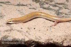 Keilschleiche, Chalcides Sepsoides