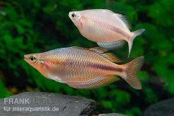 Kiura-Regenbogenfisch, Melanotaenia Cf. Goldiei "Kiura", 5 Tiere -Fischbedarf Laden Kiura Regenbogenfisch Melanotaenia cf goldiei Kiura 2 Paare 2