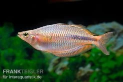 Kiura-Regenbogenfisch, Melanotaenia Cf. Goldiei "Kiura", 5 Tiere -Fischbedarf Laden Kiura Regenbogenfisch Melanotaenia cf goldiei Kiura 2 Paare 3