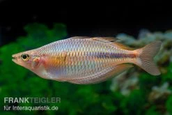 Kiura-Regenbogenfisch, Melanotaenia Cf. Goldiei "Kiura", 5 Tiere