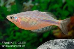 Kiura-Regenbogenfisch, Melanotaenia Cf. Goldiei "Kiura", 5 Tiere -Fischbedarf Laden Kiura Regenbogenfisch Melanotaenia cf goldiei Kiura 2 Paare 5