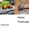 Kleine Putz-Truppe: 3x Rennschnecke + 5x Turmdeckelschnecke -Fischbedarf Laden Kleine Putz Truppe 3 x Rennschnecke 5 x Turmdeckelschnecke