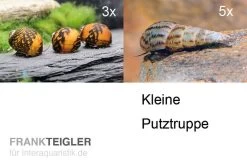 Kleine Putz-Truppe: 3x Rennschnecke + 5x Turmdeckelschnecke
