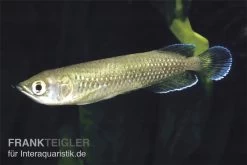 Australischer Knochenzüngler, Scleropages Jardini