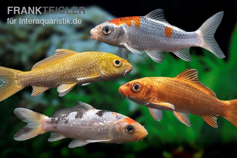 Koi Farbmix Israel, Cyprinus Carpio, Verschiedene Größen (Kaltwasser) 3 Koi Farbmix Israel, Cyprinus Carpio, Verschiedene Größen (Kaltwasser)