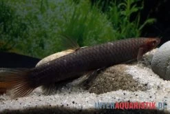 Kongo-Schlammfisch, Phractolaemus Ansorgii -Fischbedarf Laden Kongo Schlammfisch Phractolaemus ansorgii2