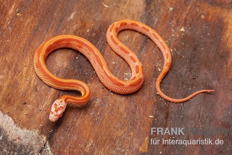 Kornnatter, Pantherophis Guttatus AMEL STRIPED 4 Kornnatter, Pantherophis Guttatus AMEL STRIPED – Bild 2