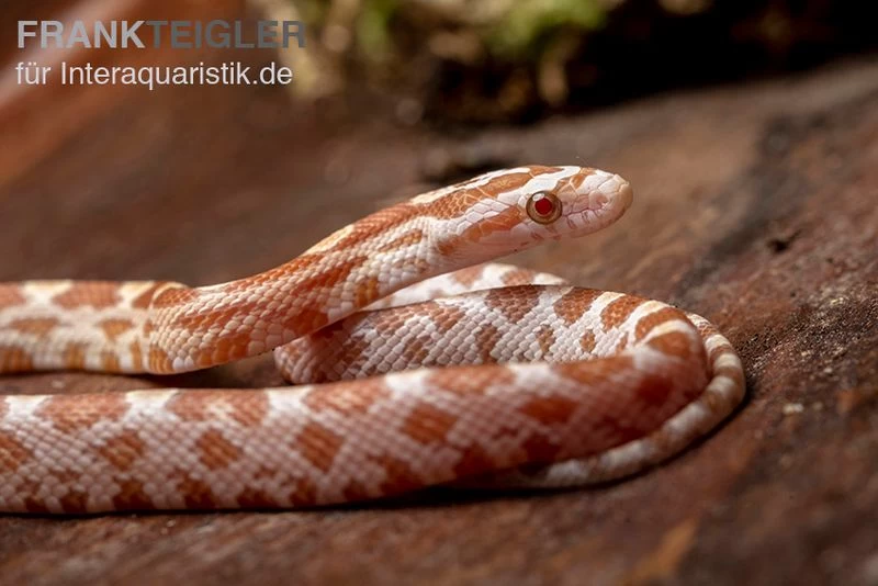 Kornnatter, Pantherophis Guttatus BUTTER 4 Kornnatter, Pantherophis Guttatus BUTTER – Bild 2