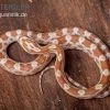 Kornnatter, Pantherophis Guttatus BUTTER