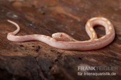 Kornnatter, Pantherophis Guttatus BUTTER MOTLEY
