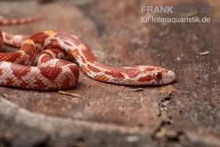 Kornnatter, Pantherophis Guttatus ULTRAMEL -Fischbedarf Laden Kornnatter Pantherophis guttatus Ultramel 9