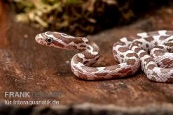 Kornnatter, Pantherophis Guttatus, ULTRAMEL ANERY
