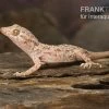 Krokodilgecko, Cyrtopodion Scabrum -Fischbedarf Laden Krokodilgecko Cyrtopodion scabrum 1