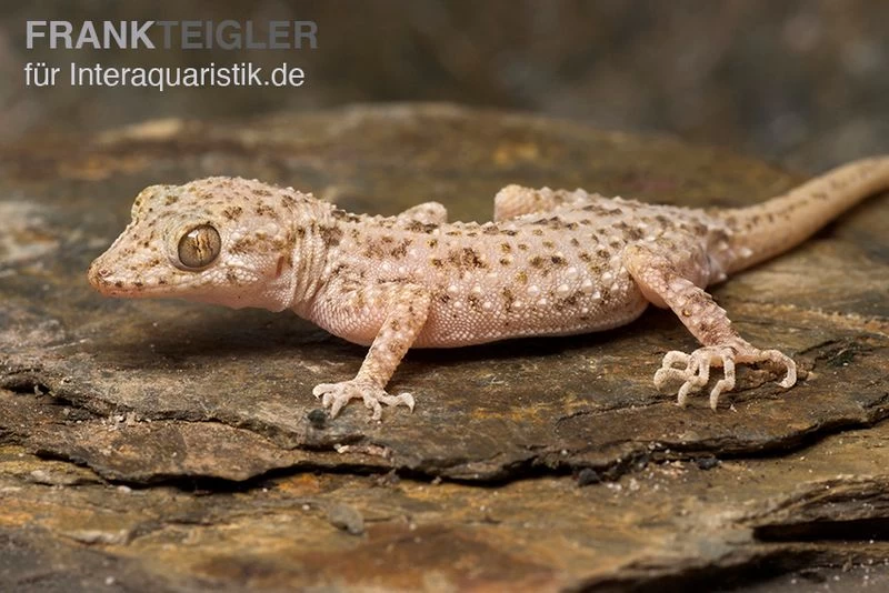 Krokodilgecko, Cyrtopodion Scabrum 4 Krokodilgecko, Cyrtopodion Scabrum – Bild 2