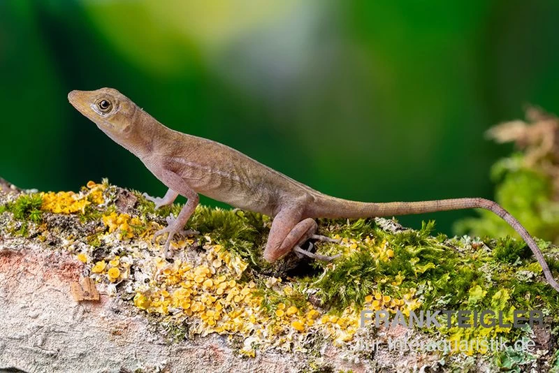 Kupferanolis, Anolis Cupreus 3 Kupferanolis, Anolis Cupreus