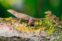 Kupferanolis, Anolis Cupreus 6 Kupferanolis, Anolis Cupreus -Fischbedarf Laden Kupferanolis Anolis cupreus 2