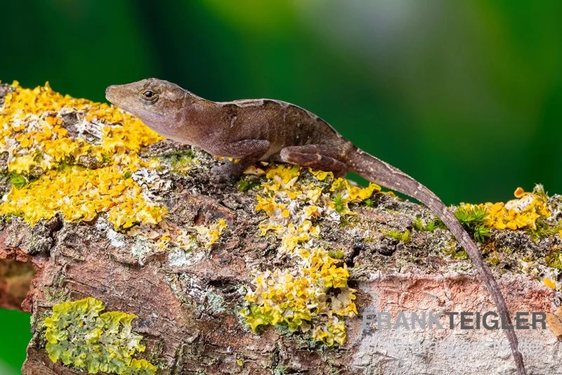 Kupferanolis, Anolis Cupreus 5 Kupferanolis, Anolis Cupreus – Bild 3