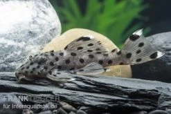 Wels L 264 Weißspitzen-Rüsselzahnwels, Leporacanthicus Joselimai