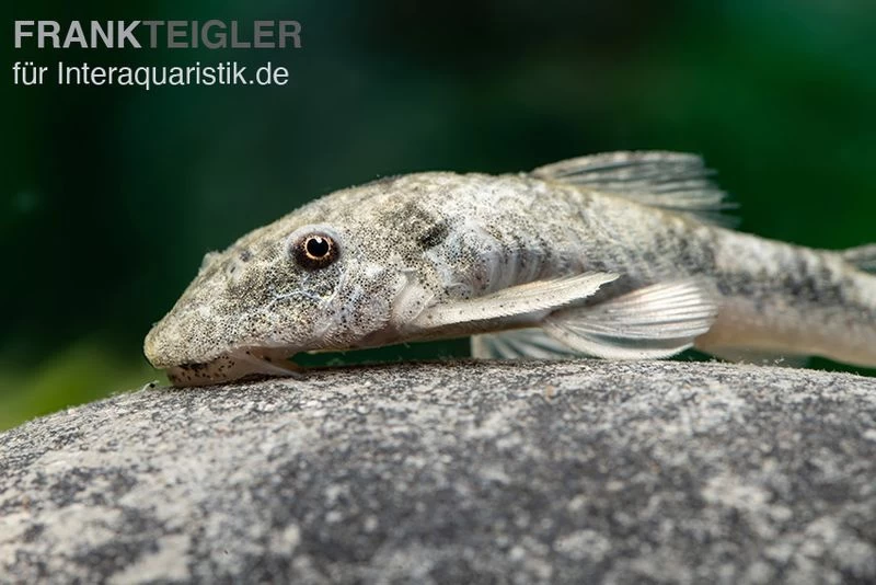 LDA 25 Pitbull Pleco, Parotocinclus Jumbo 3 LDA 25 Pitbull Pleco, Parotocinclus Jumbo