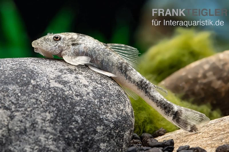 LDA 25 Pitbull Pleco, Parotocinclus Jumbo 4 LDA 25 Pitbull Pleco, Parotocinclus Jumbo – Bild 2