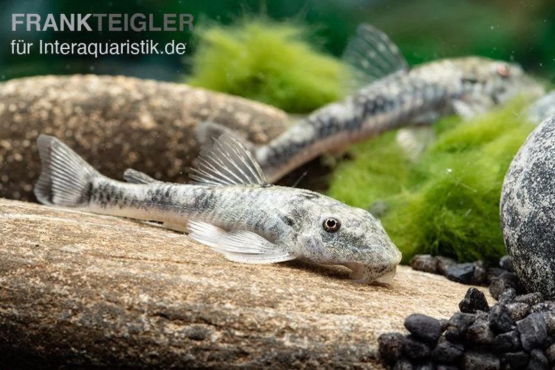 LDA 25 Pitbull Pleco, Parotocinclus Jumbo 5 LDA 25 Pitbull Pleco, Parotocinclus Jumbo – Bild 3