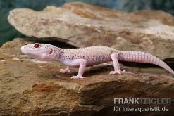 Leopardgecko, Eublepharis Macularius, BELL ALBINO ENIGMA -Fischbedarf Laden Leopardgecko Eublepharis macularius Bell Albino Enigma 12