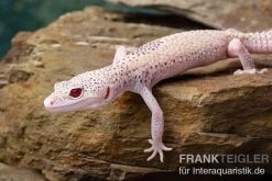 Leopardgecko, Eublepharis Macularius, BELL ALBINO ENIGMA -Fischbedarf Laden Leopardgecko Eublepharis macularius Bell Albino Enigma 14