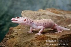 Leopardgecko, Eublepharis Macularius, BELL ALBINO ENIGMA -Fischbedarf Laden Leopardgecko Eublepharis macularius Bell Albino Enigma 22