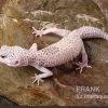 Leopardgecko, Eublepharis Macularius, BELL ALBINO ENIGMA -Fischbedarf Laden Leopardgecko Eublepharis macularius Bell Albino Enigma 24