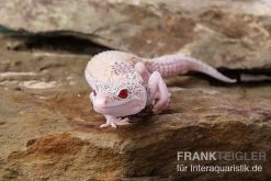 Leopardgecko, Eublepharis Macularius, BELL ALBINO ENIGMA -Fischbedarf Laden Leopardgecko Eublepharis macularius Bell Albino Enigma 4