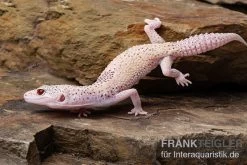 Leopardgecko, Eublepharis Macularius, BELL ALBINO ENIGMA -Fischbedarf Laden Leopardgecko Eublepharis macularius Bell Albino Enigma 6