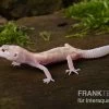 Leopardgecko, Eublepharis Macularius, BELL ALBINO MACK SNOW -Fischbedarf Laden Leopardgecko Eublepharis macularius Bell Albino Mack Snow 10