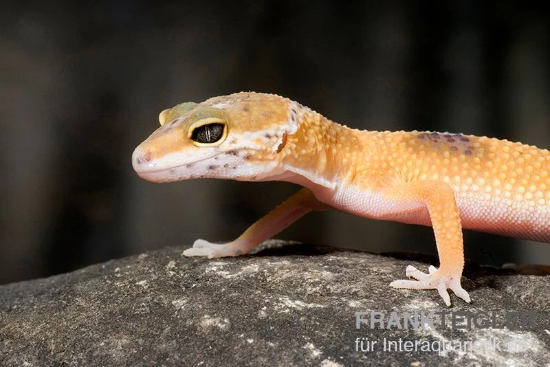 Leopardgecko, Eublepharis Macularius, HIGH YELLOW 4 Leopardgecko, Eublepharis Macularius, HIGH YELLOW – Bild 2