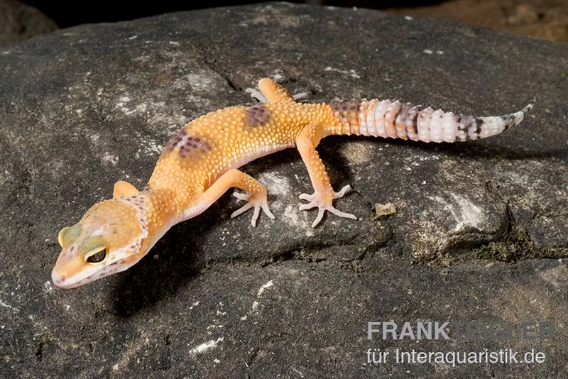 Leopardgecko, Eublepharis Macularius, HIGH YELLOW 3 Leopardgecko, Eublepharis Macularius, HIGH YELLOW