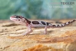 Leopardgecko, Eublepharis Macularius, MACK SNOW -Fischbedarf Laden Leopardgecko Eublepharis macularius Mack Snow 2