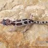 Leopardgecko, Eublepharis Macularius, MACK SNOW 1 Leopardgecko, Eublepharis Macularius, MACK SNOW -Fischbedarf Laden Leopardgecko Eublepharis macularius Mack Snow 5