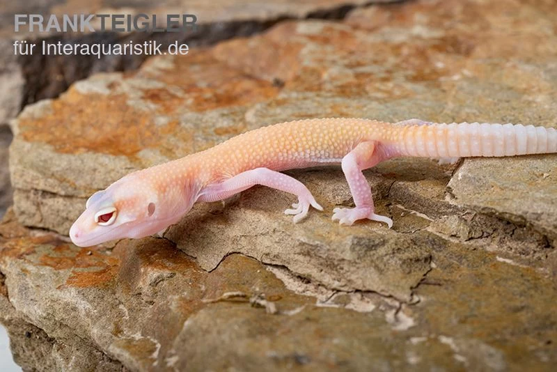 Leopardgecko, Eublepharis Macularius, RAPTOR 3 Leopardgecko, Eublepharis Macularius, RAPTOR