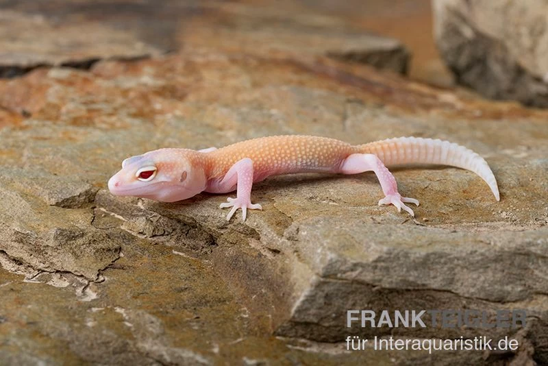 Leopardgecko, Eublepharis Macularius, RAPTOR 4 Leopardgecko, Eublepharis Macularius, RAPTOR – Bild 2