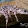 Leopardgecko, Eublepharis Macularius, SUPER MACK SNOW -Fischbedarf Laden Leopardgecko Eublepharis macularius Super Mack Snow 16