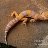 Leopardgecko, Eublepharis Macularius, TANGERINE BELL ALBINO 2 Leopardgecko, Eublepharis Macularius, TANGERINE BELL ALBINO -Fischbedarf Laden Leopardgecko Eublepharis macularius Tangerine Bell Albino 6