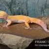 Leopardgecko, Eublepharis Macularius, TANGERINE ECLIPSE -Fischbedarf Laden Leopardgecko Eublepharis macularius Tangerine Eclipse 11