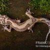 Leopardgecko, Eublepharis Macularius, TREMPER ALBINO JUNGLE -Fischbedarf Laden Leopardgecko Eublepharis macularius Tremper Albino Jungle 4